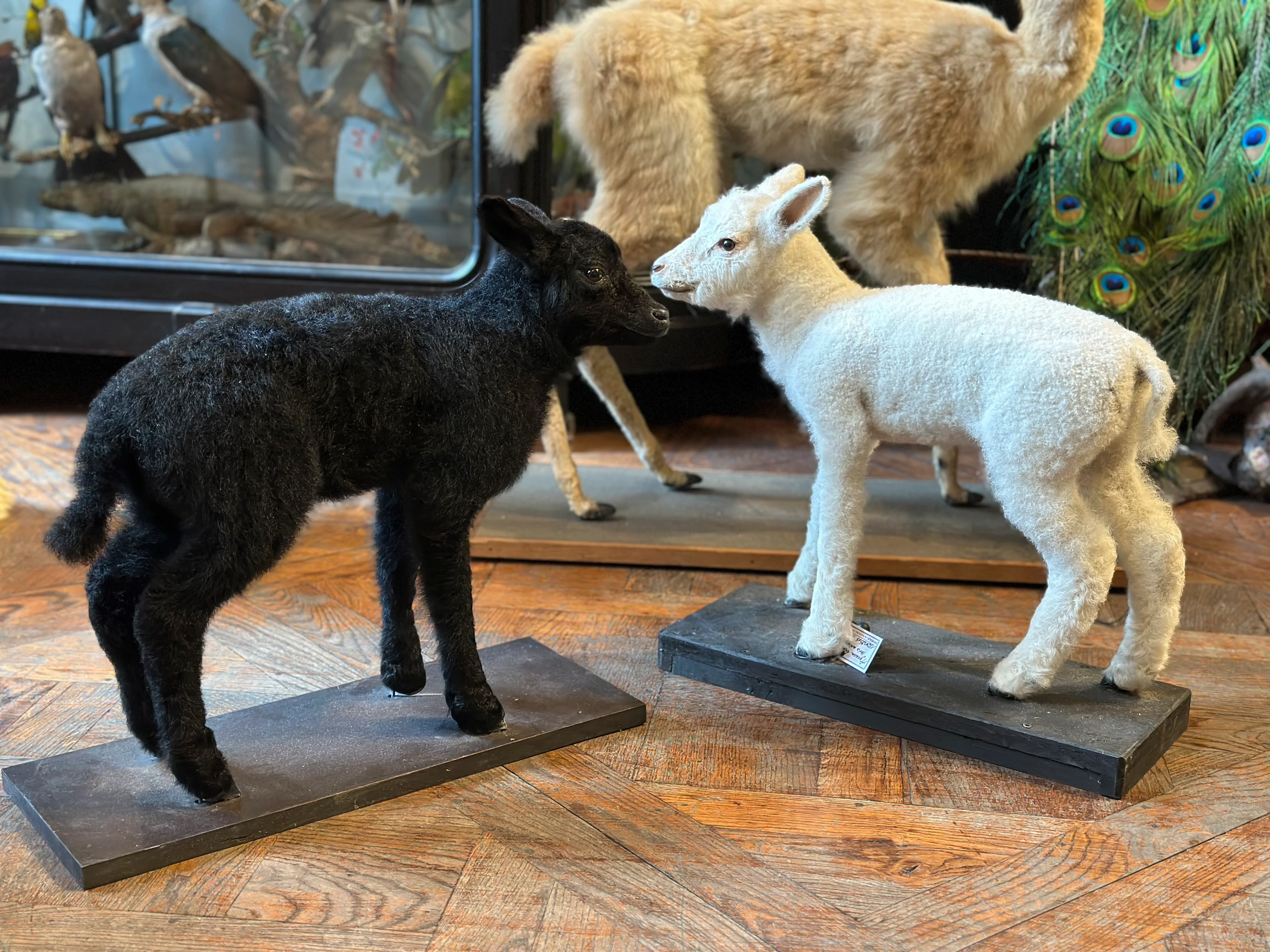 Miniature 4