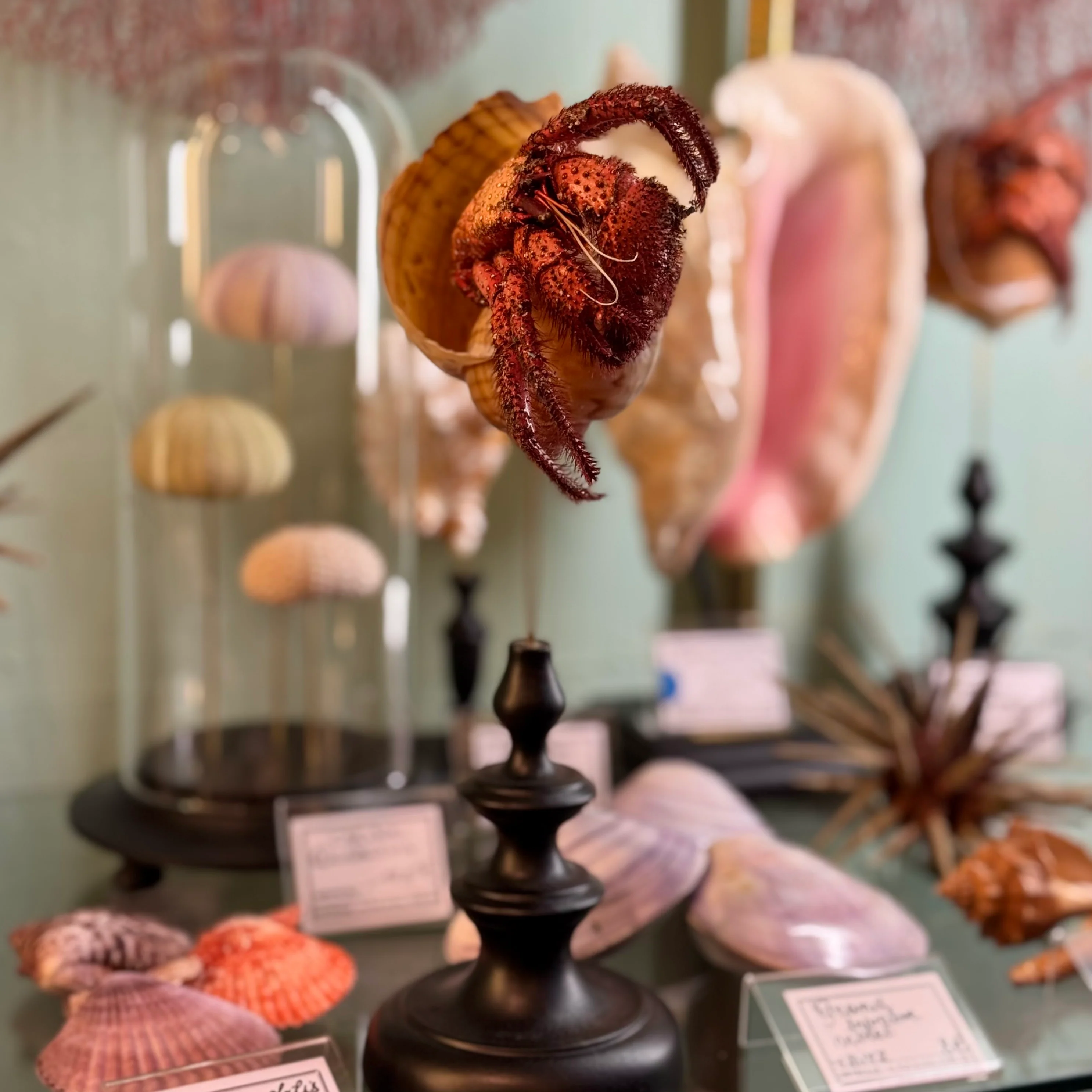 Coquillages et coraux