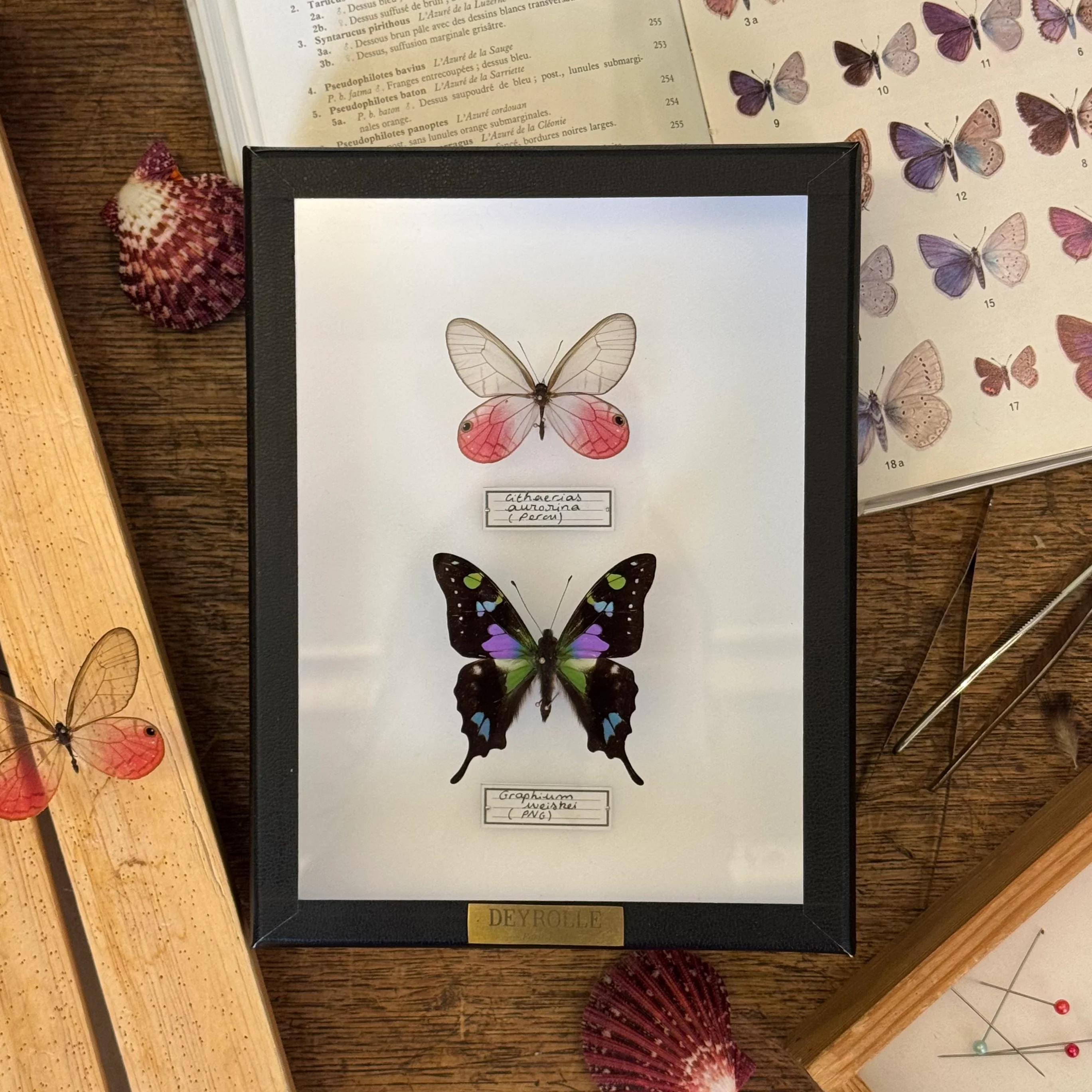 Papillons et Insectes