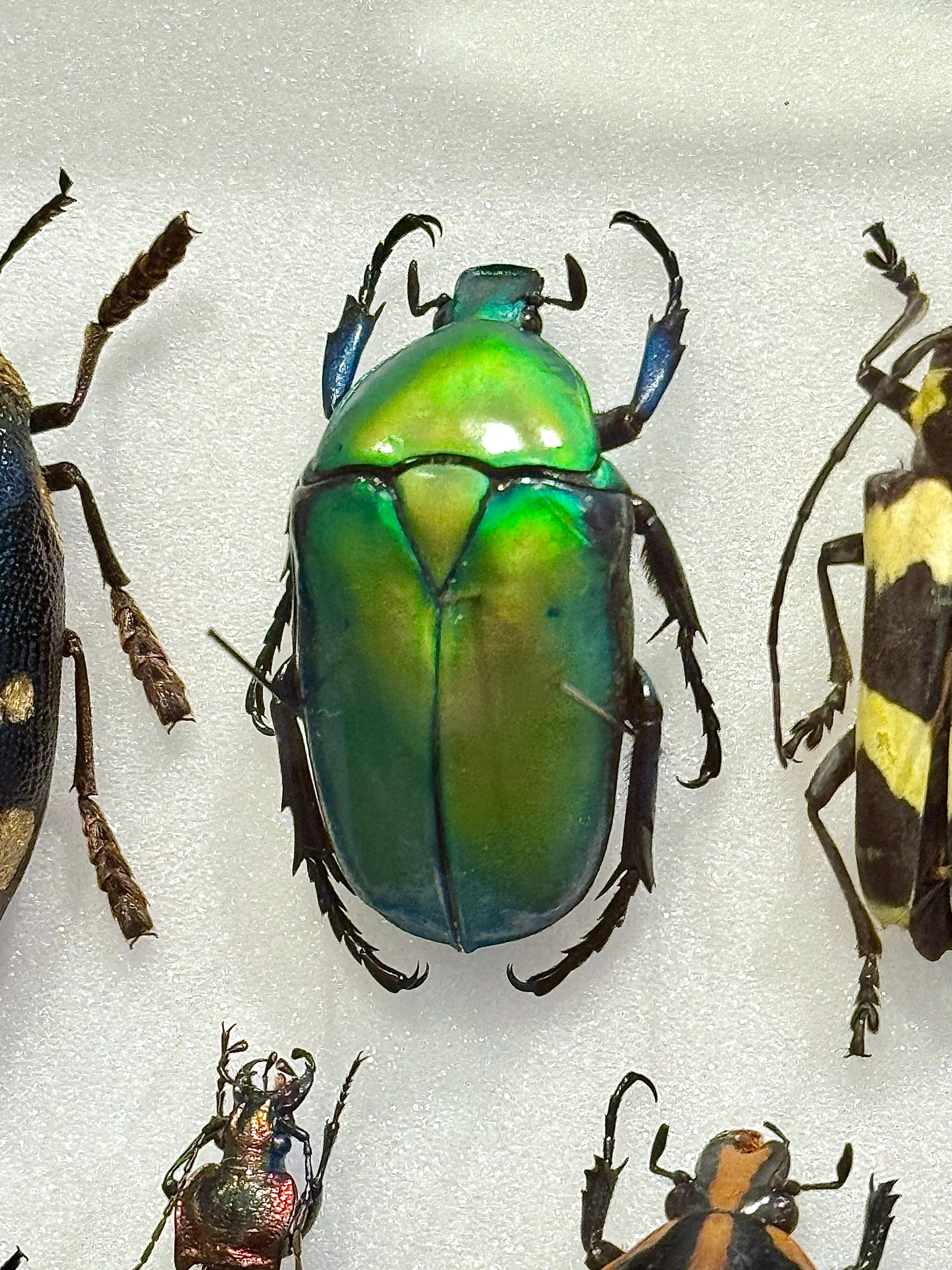 Miniature 7
