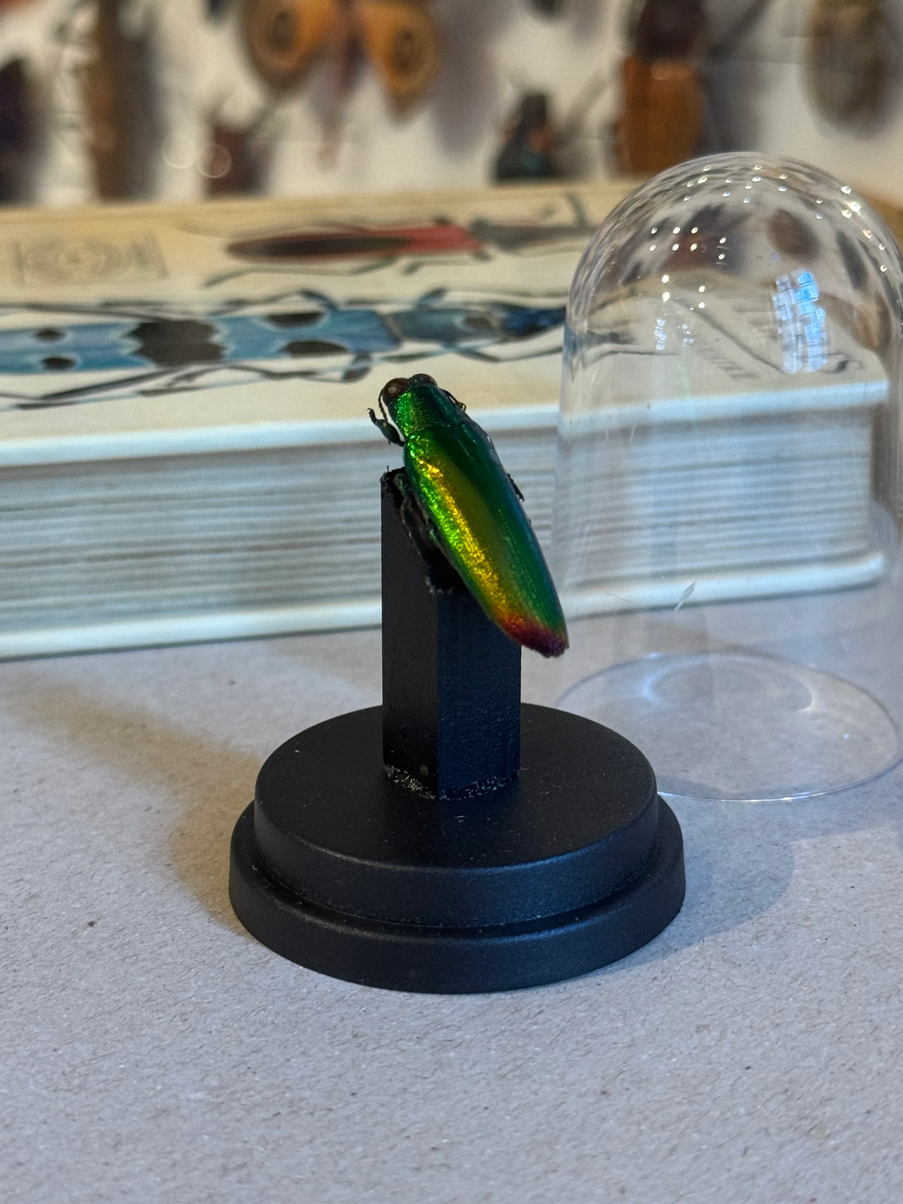 Miniature 2