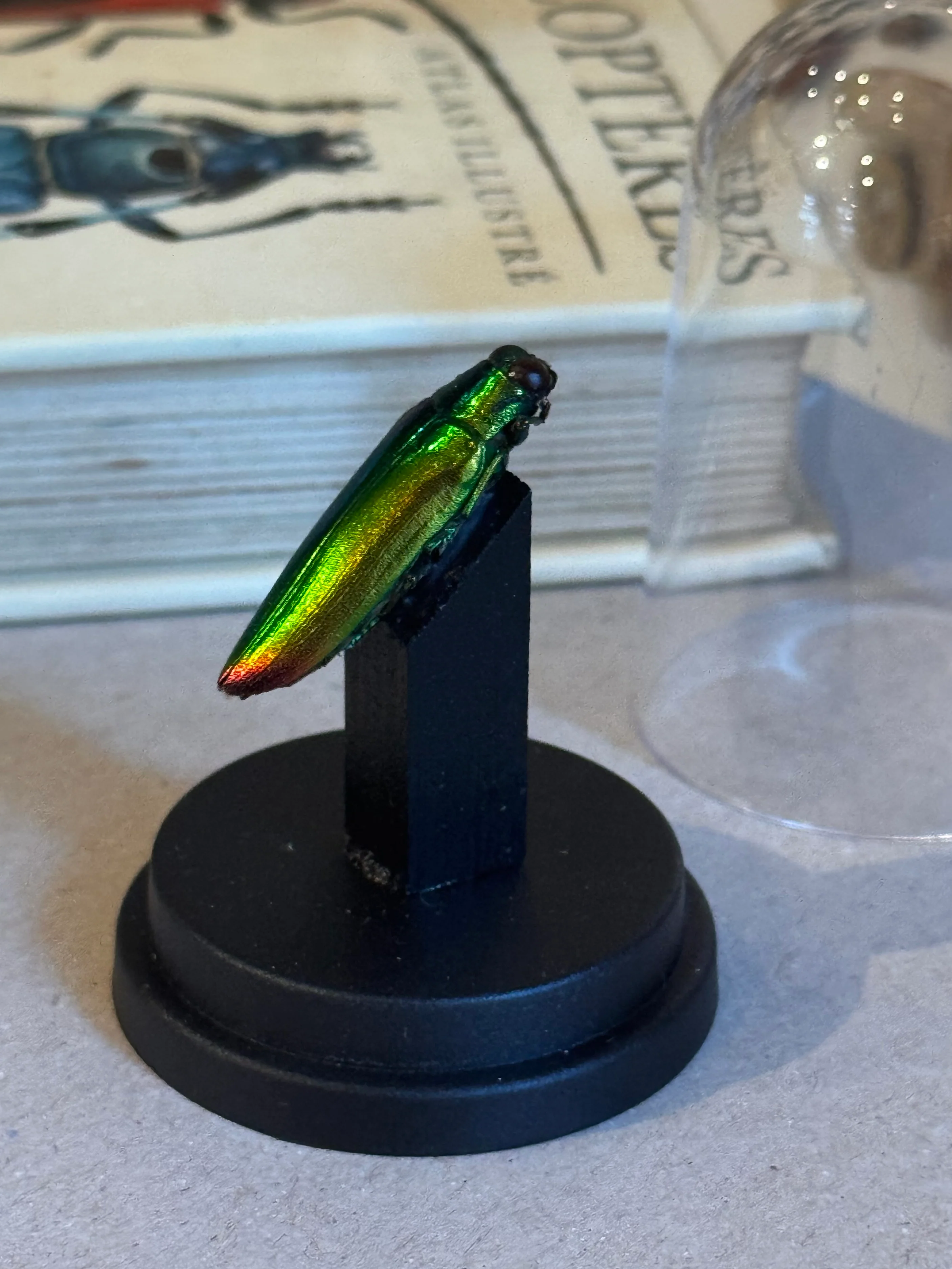 Miniature 3