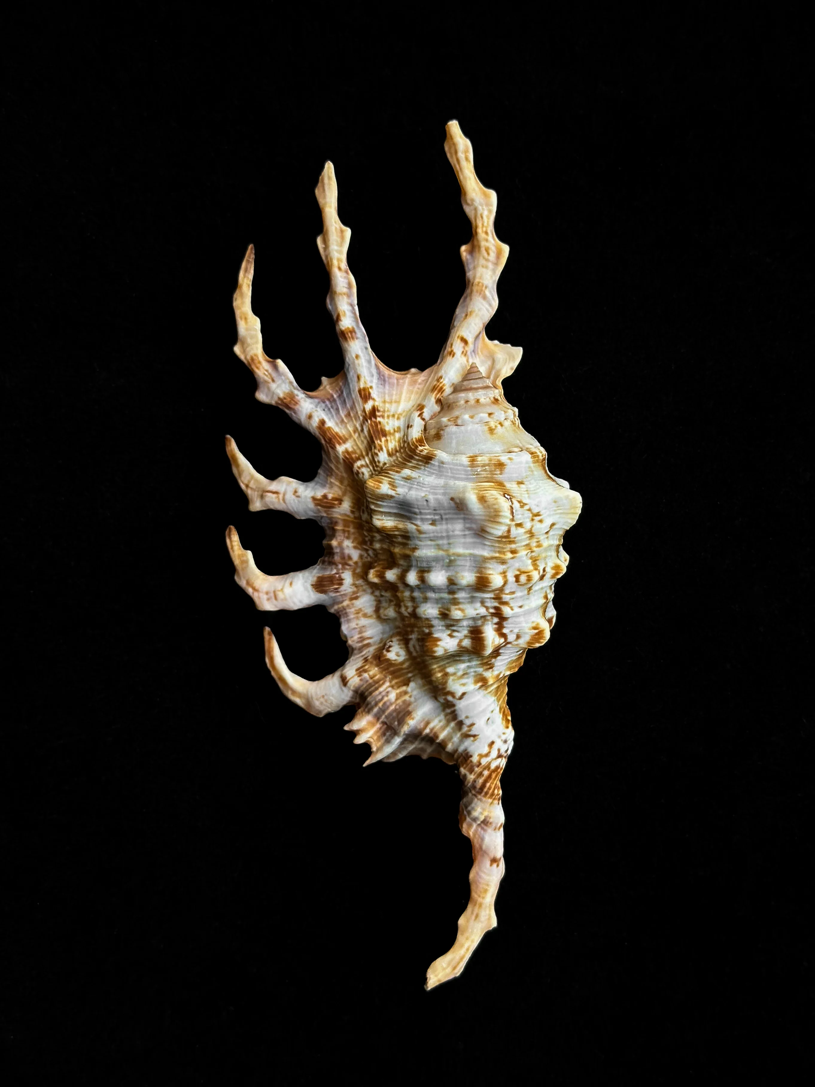 Miniature 3