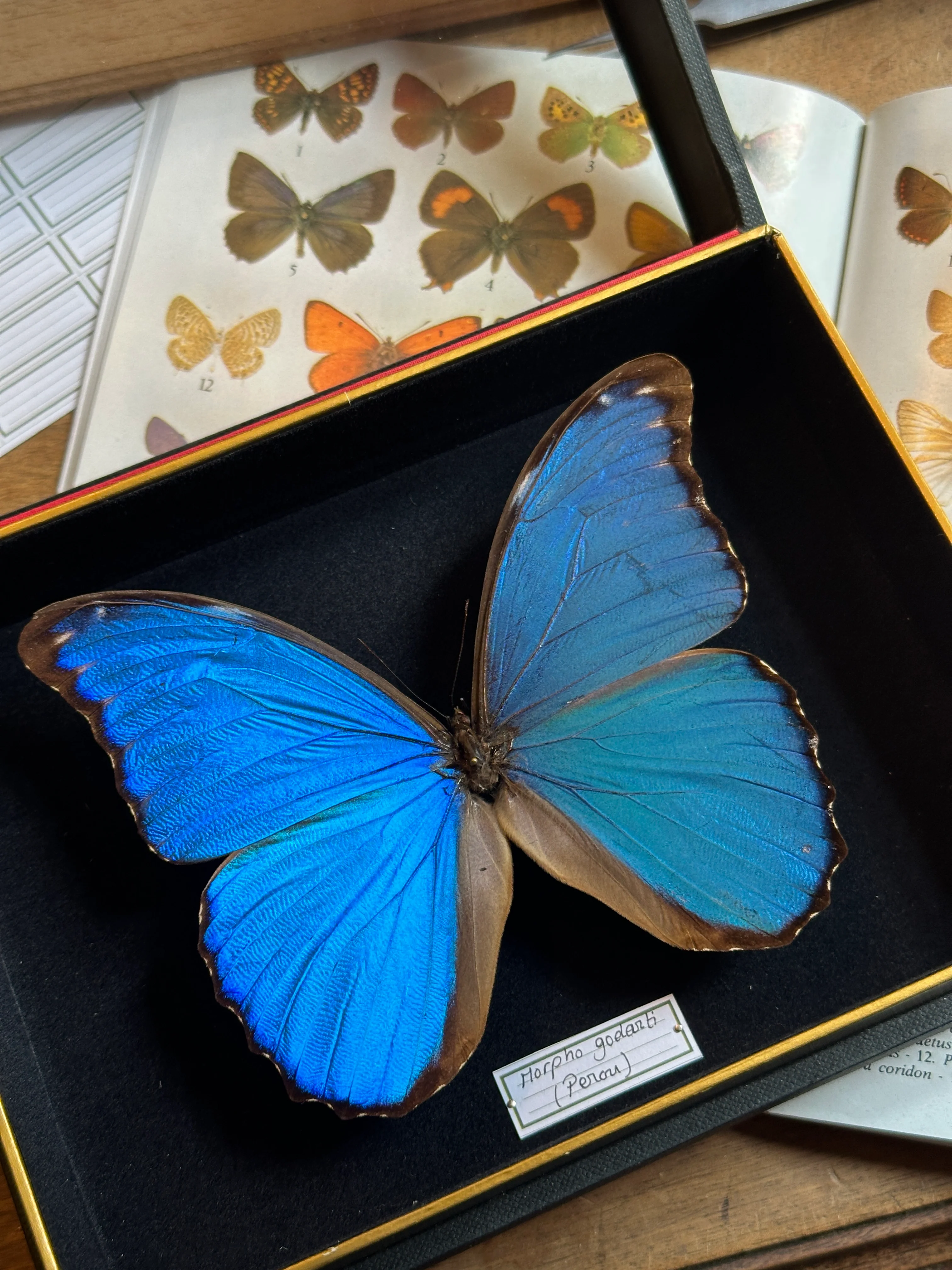 Miniature 3